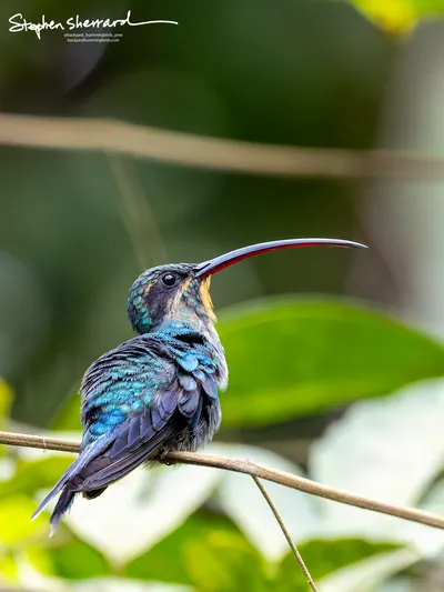 Hummingbirds of Costa Rica